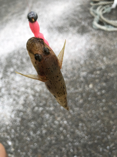 ハゼの釣果