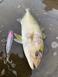 ショゴの釣果