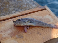 マハゼの釣果