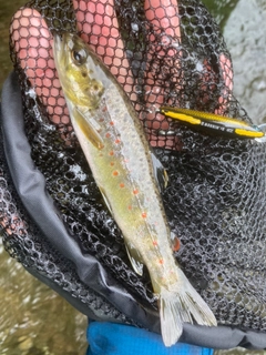 ブラウントラウトの釣果