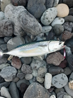 ソウダガツオの釣果