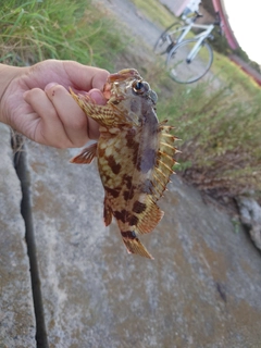 マハゼの釣果