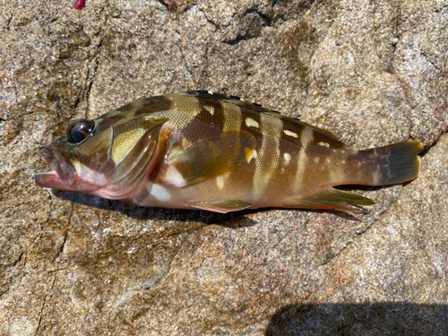 アオハタの釣果