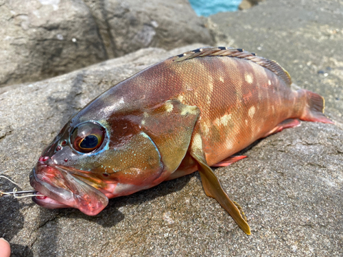 アカハタの釣果