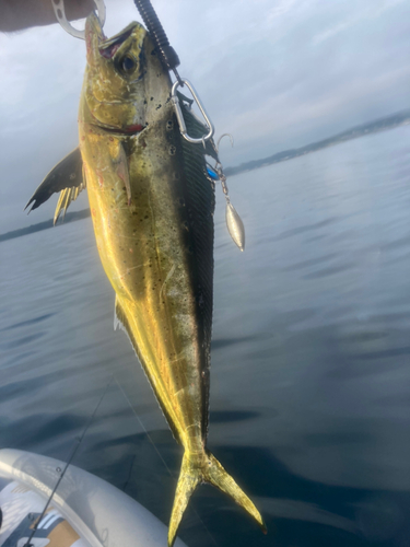 シイラの釣果