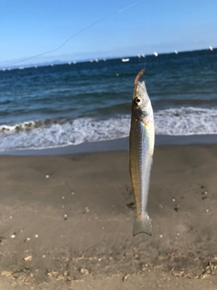 シロギスの釣果