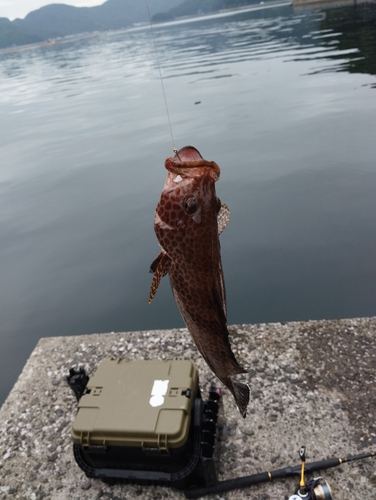 オオモンハタの釣果