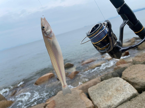 キスの釣果