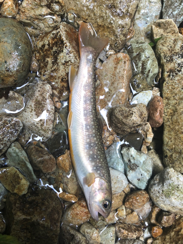 イワナの釣果