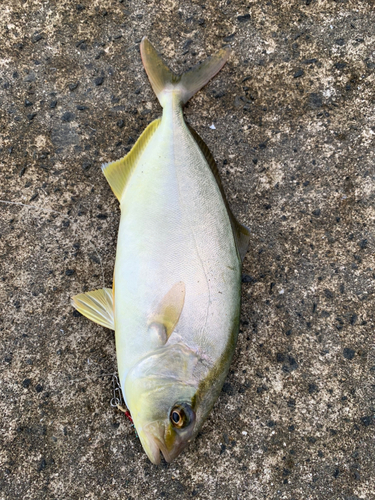 ショッコの釣果