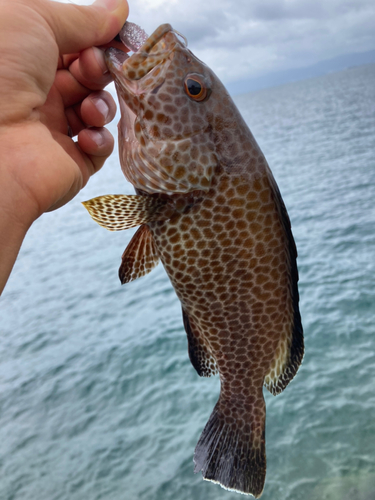 オオモンハタの釣果