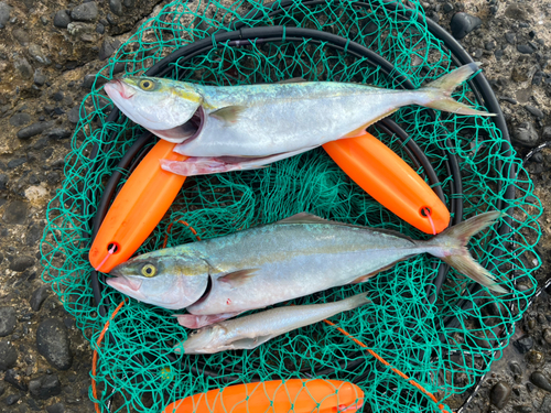 イナダの釣果