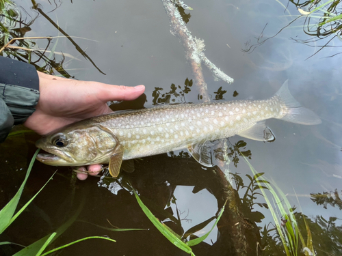 アメマスの釣果