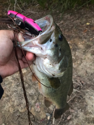 ラージマウスバスの釣果