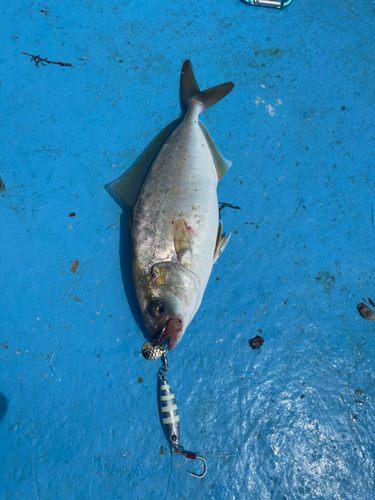 ネリゴの釣果