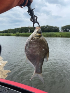 ヘラブナの釣果