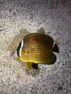 チョウチョウウオの釣果