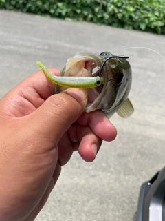 ブラックバスの釣果