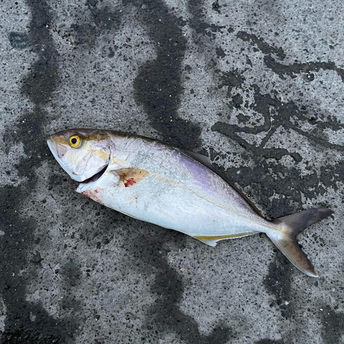 ショゴの釣果