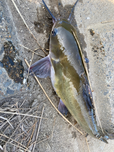 ナマズの釣果