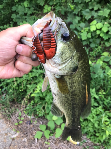 ラージマウスバスの釣果