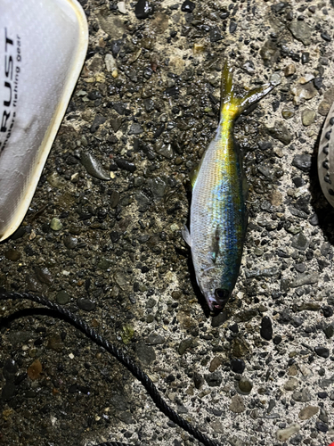 タカベの釣果