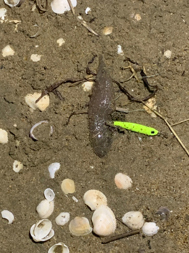 シタビラメの釣果