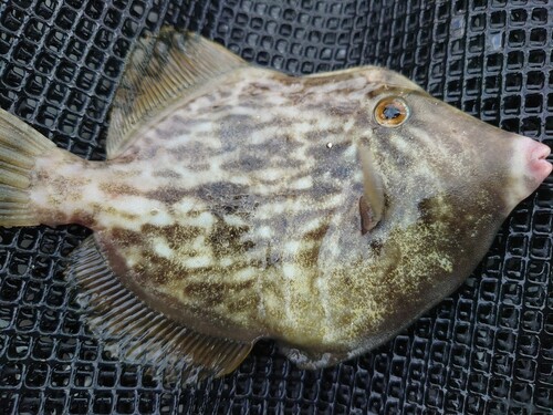 カワハギの釣果