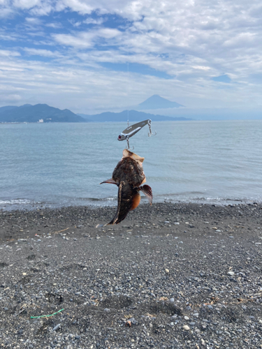 オニカサゴの釣果