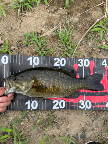 スモールマウスバスの釣果