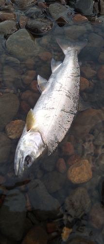 アマゴの釣果