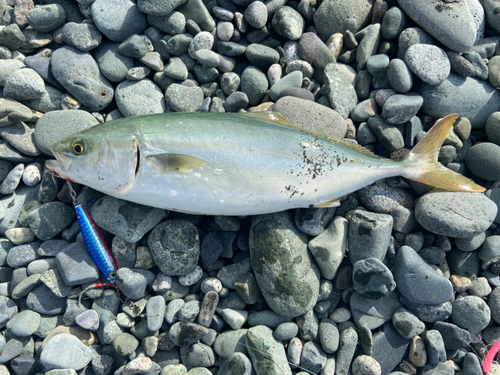 ワカシの釣果