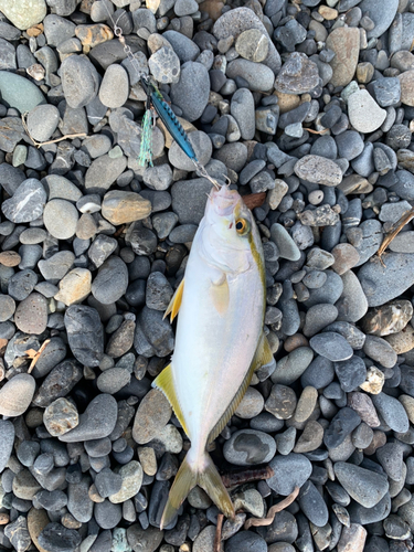 ショゴの釣果