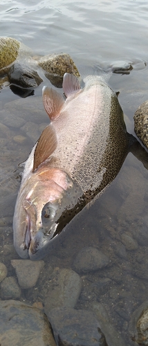 ニジマスの釣果