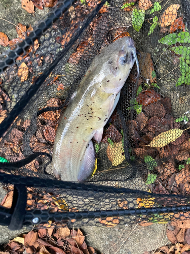 アメリカナマズの釣果