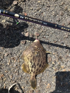 カワハギの釣果