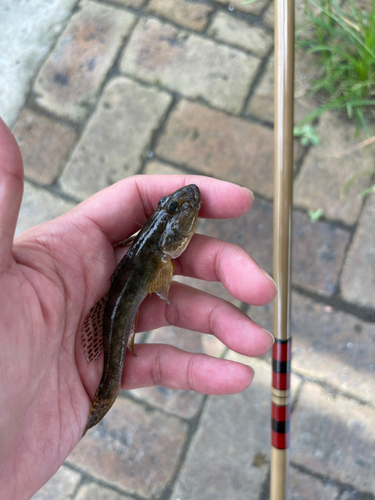 マハゼの釣果