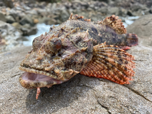 オニカサゴの釣果