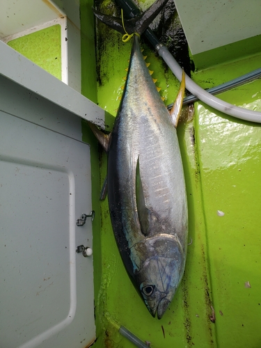 キハダマグロの釣果