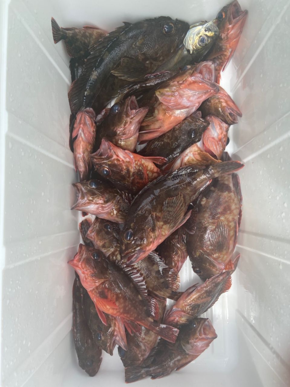 オオガケさんの釣果 2枚目の画像