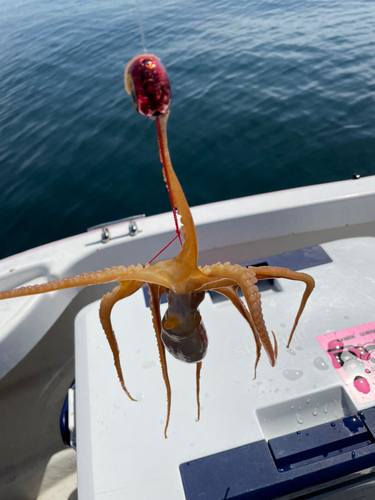 マダコの釣果