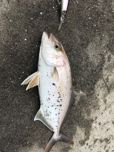 ショゴの釣果