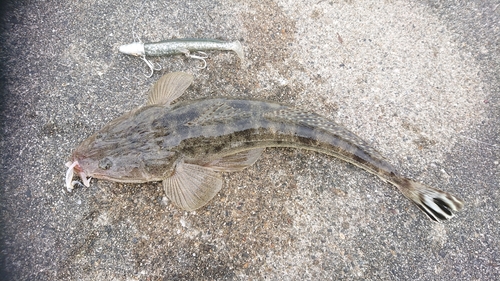 マゴチの釣果