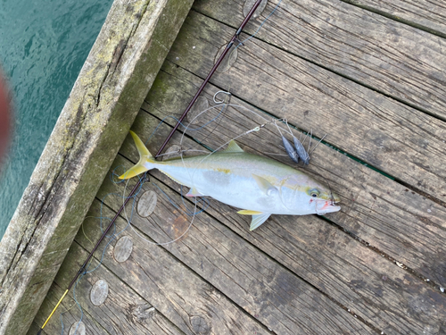 ヒラマサの釣果