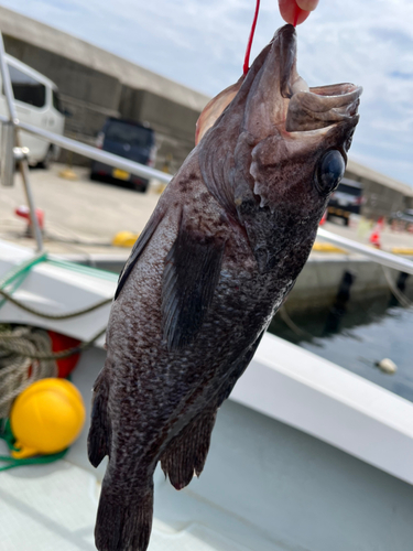 ソイの釣果