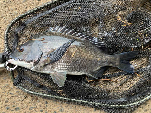 チヌの釣果