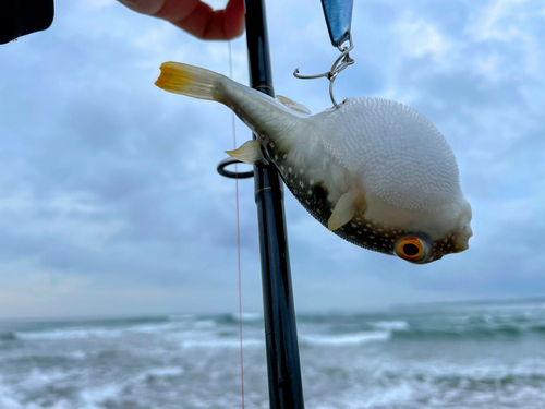 クサフグの釣果