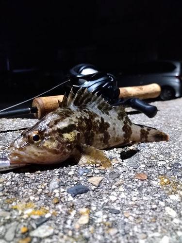 タケノコメバルの釣果