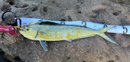 シイラの釣果