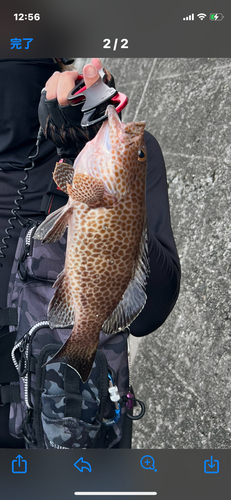 オオモンハタの釣果